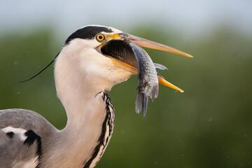 Blauwe Reiger, Grey Heron, Ardea cinerea
