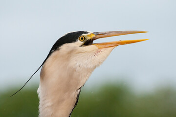 Blauwe Reiger, Grey Heron, Ardea cinerea