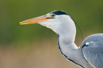Blauwe Reiger, Grey Heron, Ardea cinerea