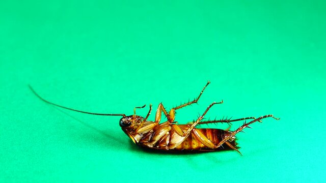 cockroach. American cockroaches on green background. cockroaches eating leftovers. closeup cockroach isolated. close up American cockroach. insects, insect, bugs, bug, animals, animal. health, hygiene