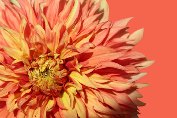 Front top macro photo of orange dahlia flower petals on orange background
