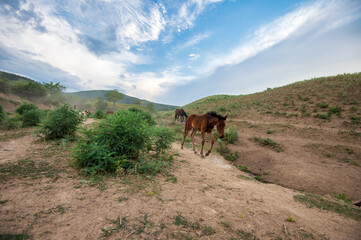 horses in the wild - first foal's voyage