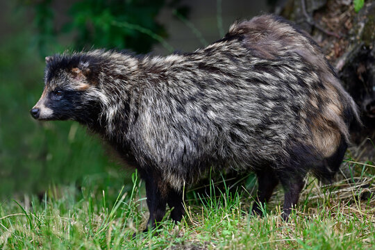 Marderhund // Raccoon dog (Nyctereutes procyonoides)