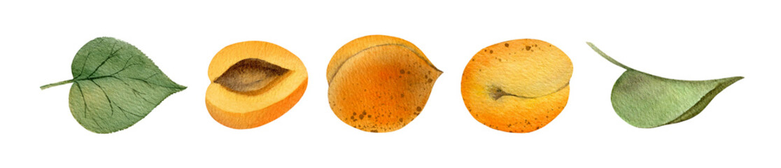 Ripe orange apricots isolated on a white background. Sweet stone fruits and green leaves. Watercolor elements collection. Hand-drawn clipart set. Fresh summer dessert