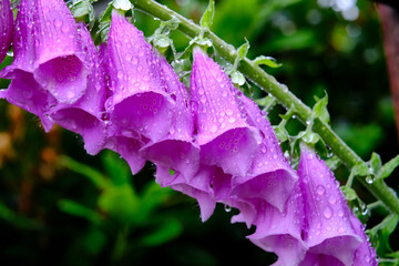 Digitales Purpurea -F ingerhut - mit Blüten