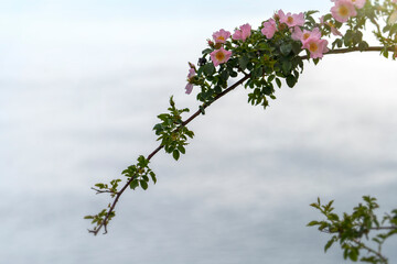 Pink rosehip flowers on a blurry background of gray sky