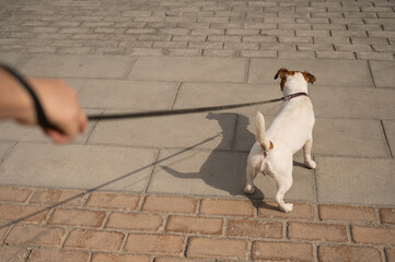 Naughty dog Jack Russell Terrier pulls the owner by the leash