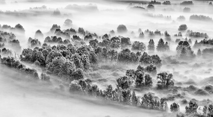 Fine art landscape at dawn, the foggy forest