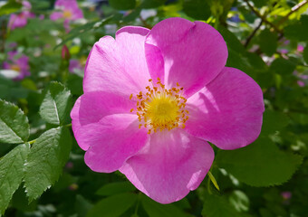 Beautiful pink flowers of dog rose bush