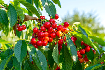 Branches with red cherry fruits on a blue sky background