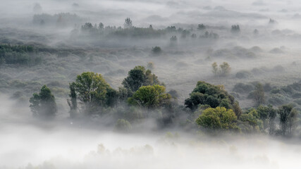 The mysterious forest wrapped by fog at dawn