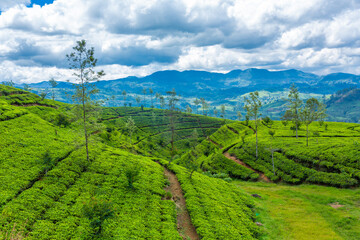 Fototapeta na wymiar Picturesque natural landscape. Green tea plantations in the highlands. Growing tea
