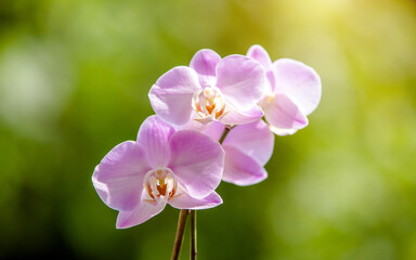 Purple Orchid branch on green natural background
