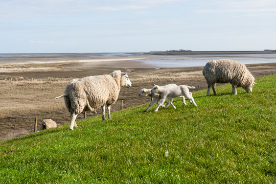 Sheep at Texel