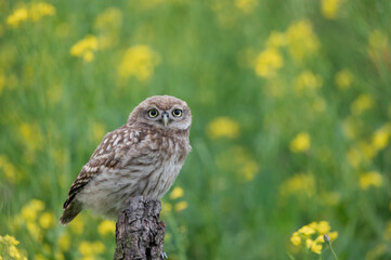 juvenile little owl in a green environment
