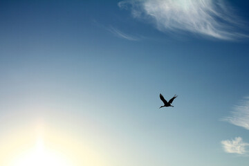 Fototapeta na wymiar silhouette of a stork high in the sky. freedom of flight without borders