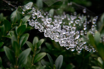 Selective focus of raindrops on spider web in the middle of plant bush in the garden, Water drop pattern with blurred green leaves as background.