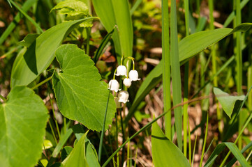lily of the valley