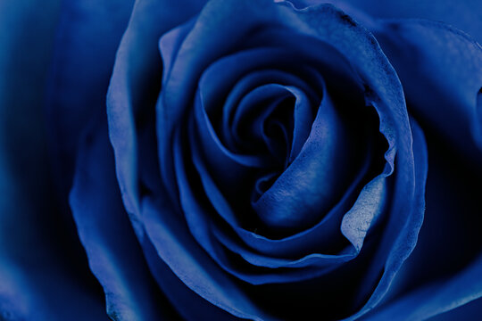 selective focus photo of gorgeous blue rose close-up