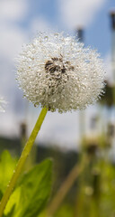 dandelion in drops of water in sunny weather