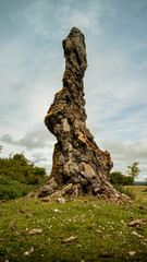 Flores primaverales en plena naturaleza