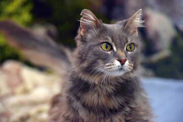 Naklejka na ściany i meble Beautiful gray fluffy cat with yellow eyes