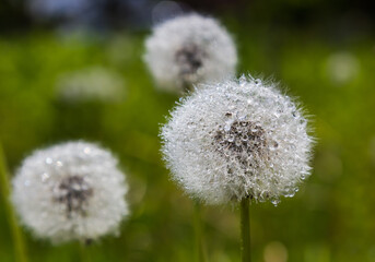 dandelion in drops of water in sunny weather