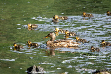 The little mallard ducks with their mother swim on the river 