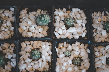 Many cactus tree in the pot