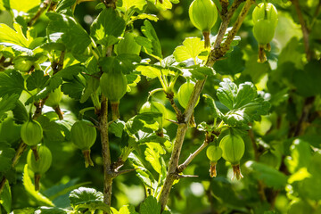 gooseberry fruits in the garden on a sunny day