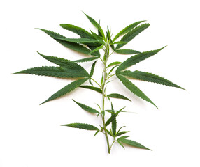 Marijuana plant isolated on white background.