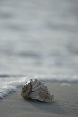 shell on the beach