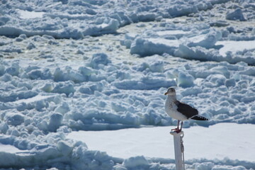 カモメと流氷 © Murahashi Kuriki