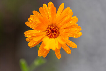 Close-up of a blooming orange marigold blossom with raindrops