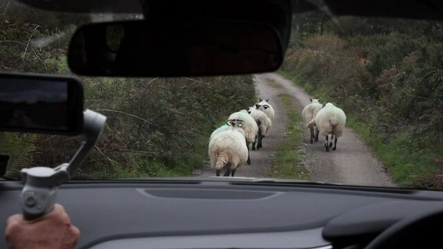 Passenger Filming Car Following Sheep, County Cork, Ireland - Slow Motion