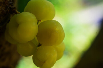 The gooseberry bears fruit on the side of the stem beautifully.