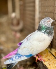 pigeon in the park