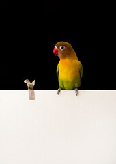 スケッチブックに止まるボタンインコ