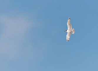 Zwartkopmeeuw, Mediterranean Gull, Ichthyaetus melanocephalus