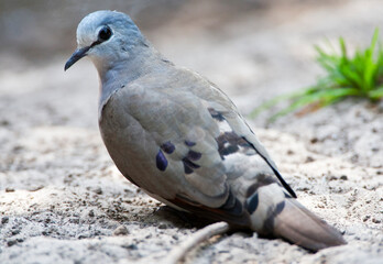 Zwartsnavelduif, Black-billed Wood-Dove, Turtur abyssinicus