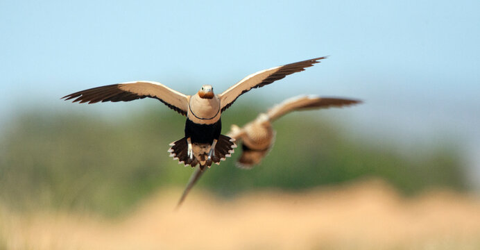 Zwartbuikzandhoen, Black-bellied Sandgrouse, Pterocles orientalis