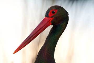 Zwarte Ooievaar, Black Stork, Ciconia nigra