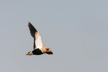 Zwartbuikzandhoen, Black-bellied Sandgrouse, Pterocles orientalis