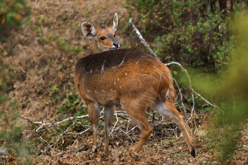 Menelik's Bushbuck - Tragelaphus scriptus meneliki, beautiful shy antelope endemic in Ethiopean mountains, Bale mountains, Ethiopia.