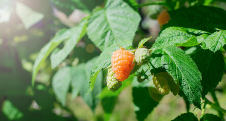 Yellow raspberry is ripening on the bush under sun rays. Homegrown berries