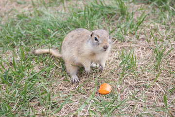 Naklejka na ściany i meble Wild gopher with carrot. A groundhog sitting at its burrow on grass