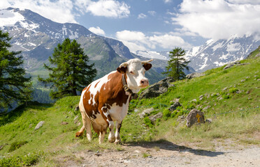 Fototapeta na wymiar Grazing cow in the Italian Alps. Valgrisenche. Italy