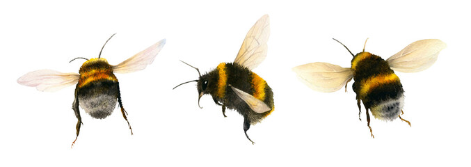 Bumblebees set hand drawn in watercolor isolated on a white background. Watercolor illustration. Flying bumblebees. Humble-bees  © Tatiana