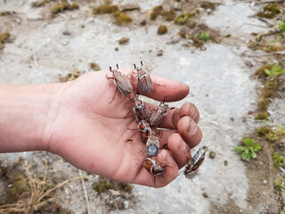 huge May bugs crawl on the hands of a person. large insects