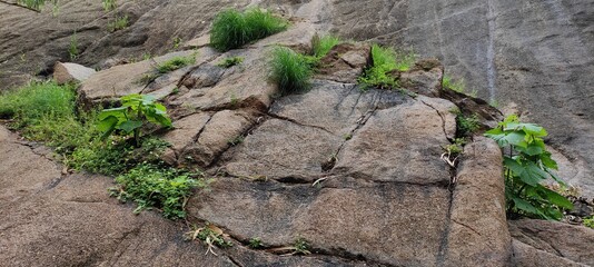 grass on the ground